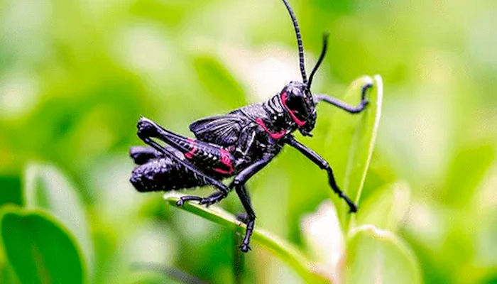 Descubre los secretos del enigmático grillo negro