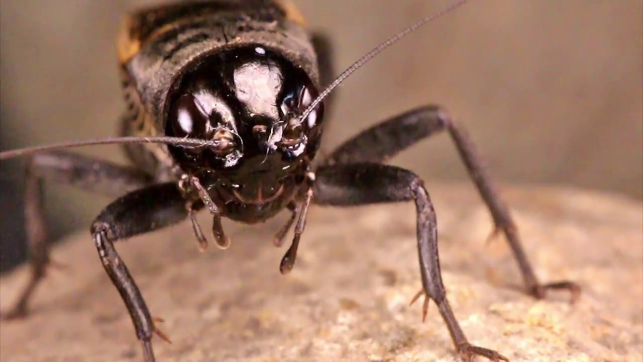 Descubre los secretos del enigmático grillo negro