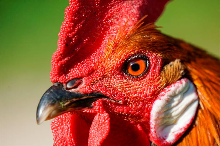 Gallina o mamífero: La sorprendente historia de la gallina con pelo