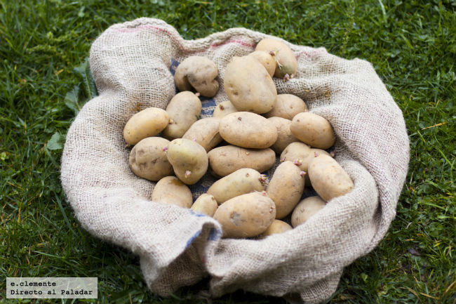 Guía práctica para almacenar tus patatas correctamente