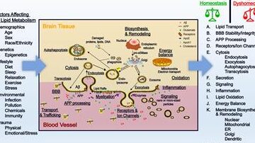 Nuevos estudios demuestran que los amantes de las pufas gozan de una composición corporal más saludable