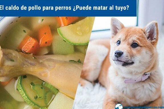 Peligro alimenticio: ¿Pueden los perros comer jamón york?