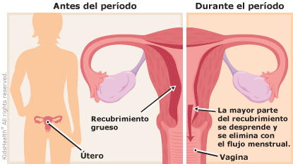 Pesando más durante la menstruación: ¿Por qué sucede y cómo manejarlo?