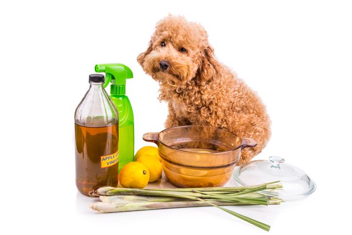 Remedios caseros para aliviar picaduras de insectos en tu perro