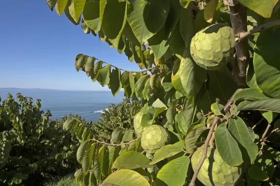 Temporada de Chirimoya: La mejor manera de obtener micronutrientes