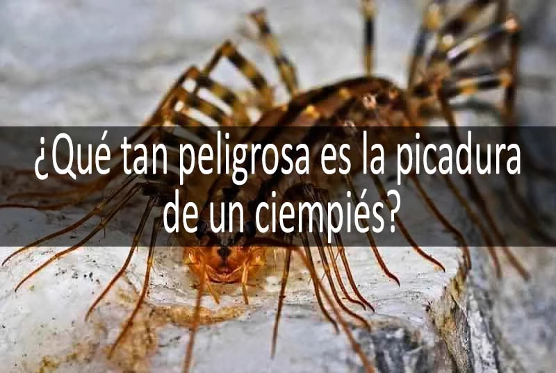 picaduras de ciempiés